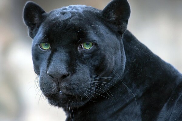 Black Panther regarde de près