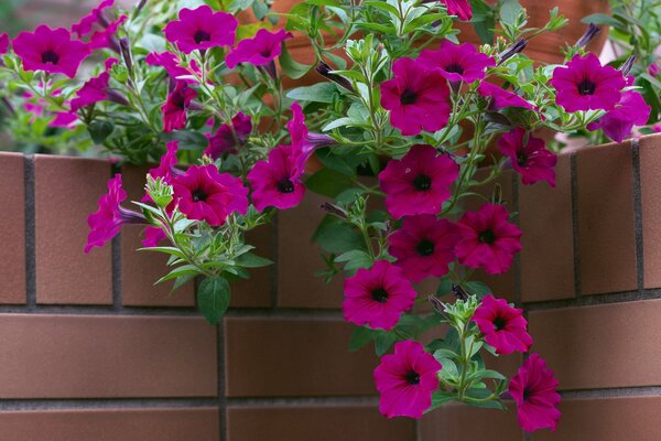 Decoración de paredes de ladrillo con flores de Petunia