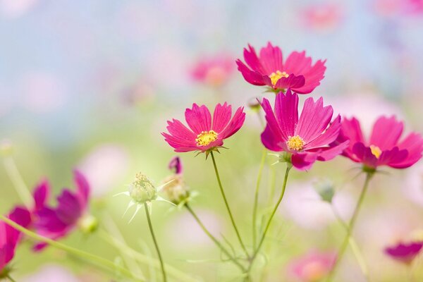 Beautiful pink meadow flowers