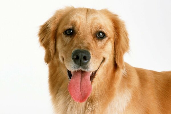 El perro Mira al marco con la lengua sacada