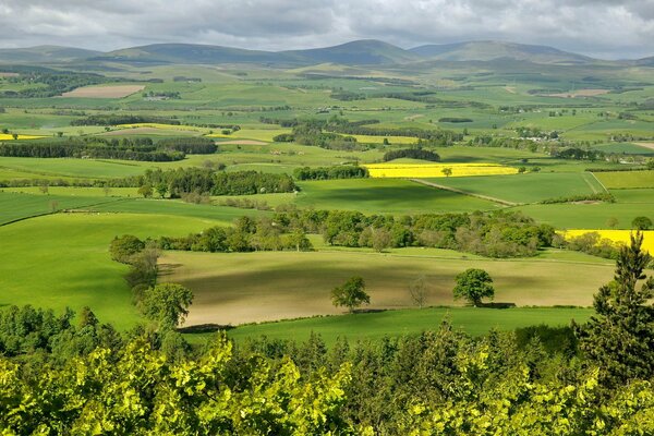 Green trees in a sunny valley