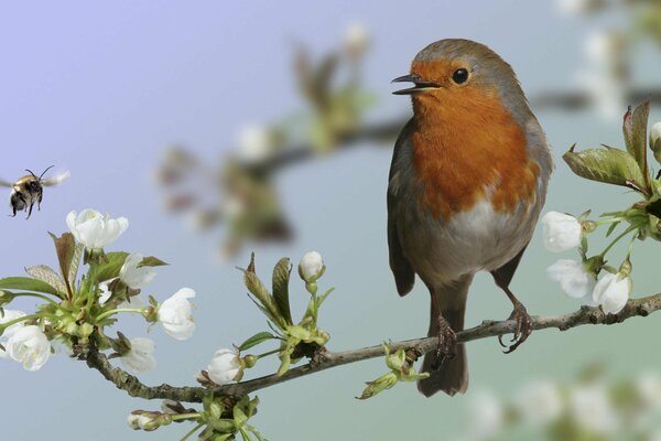 El pájaro se sienta en una rama de ciruela en flor