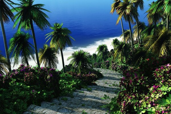 Descent to the beach with palm trees and white sand