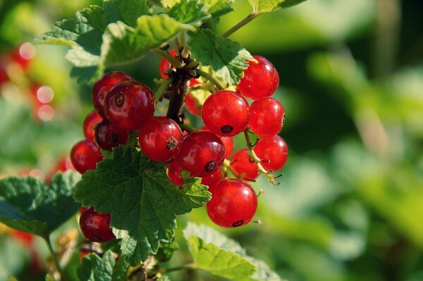 Currant berries are hanging on a bush