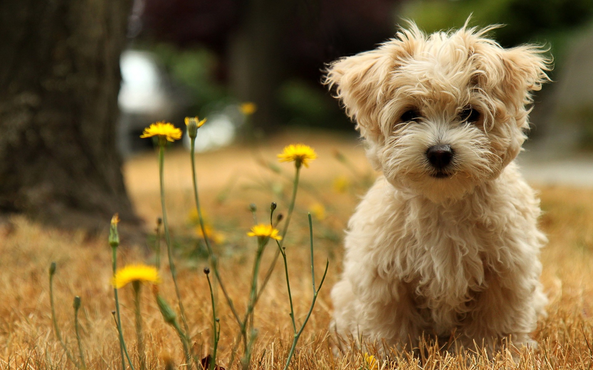 puppy bichon dandelion