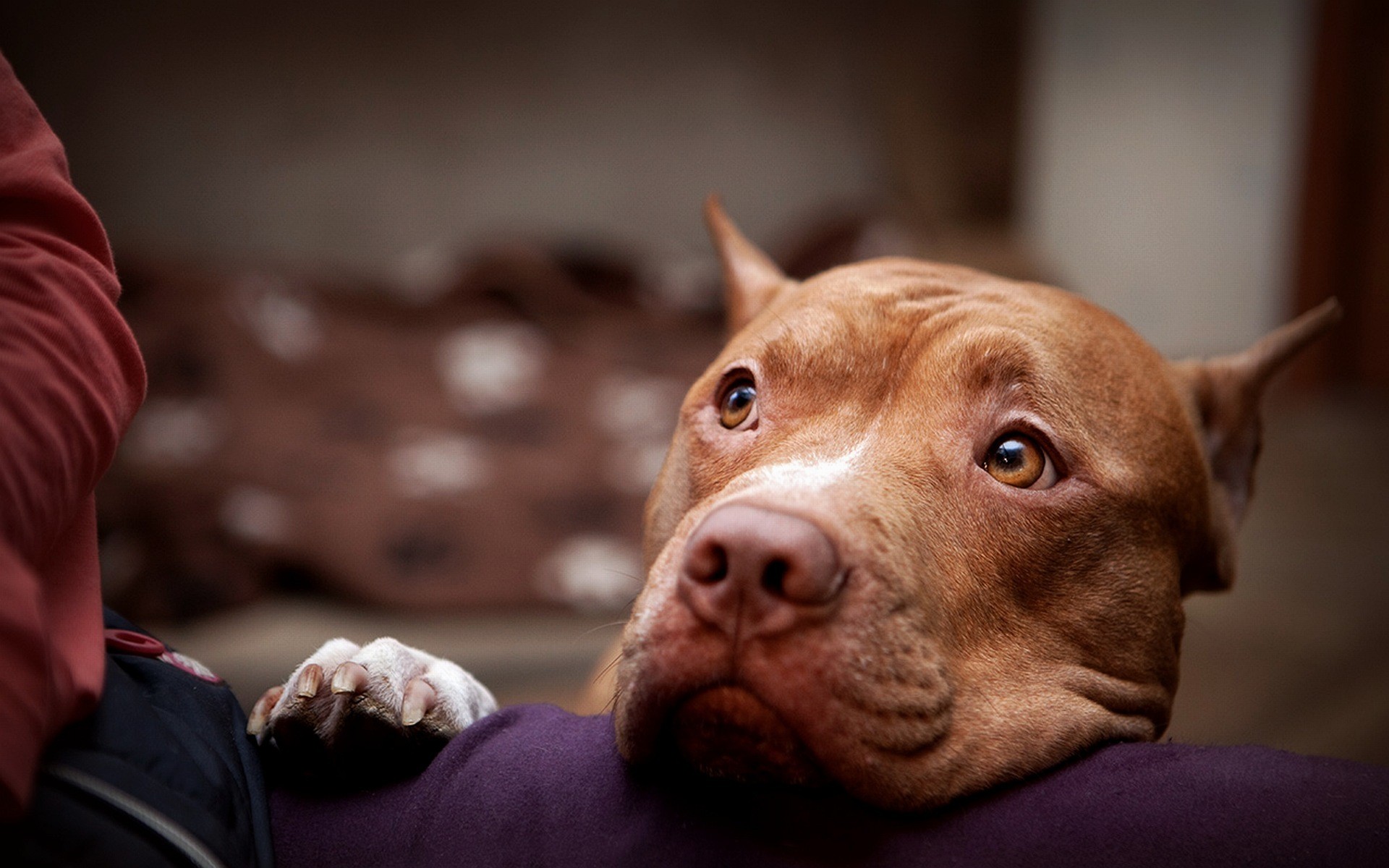 chien dogue regard