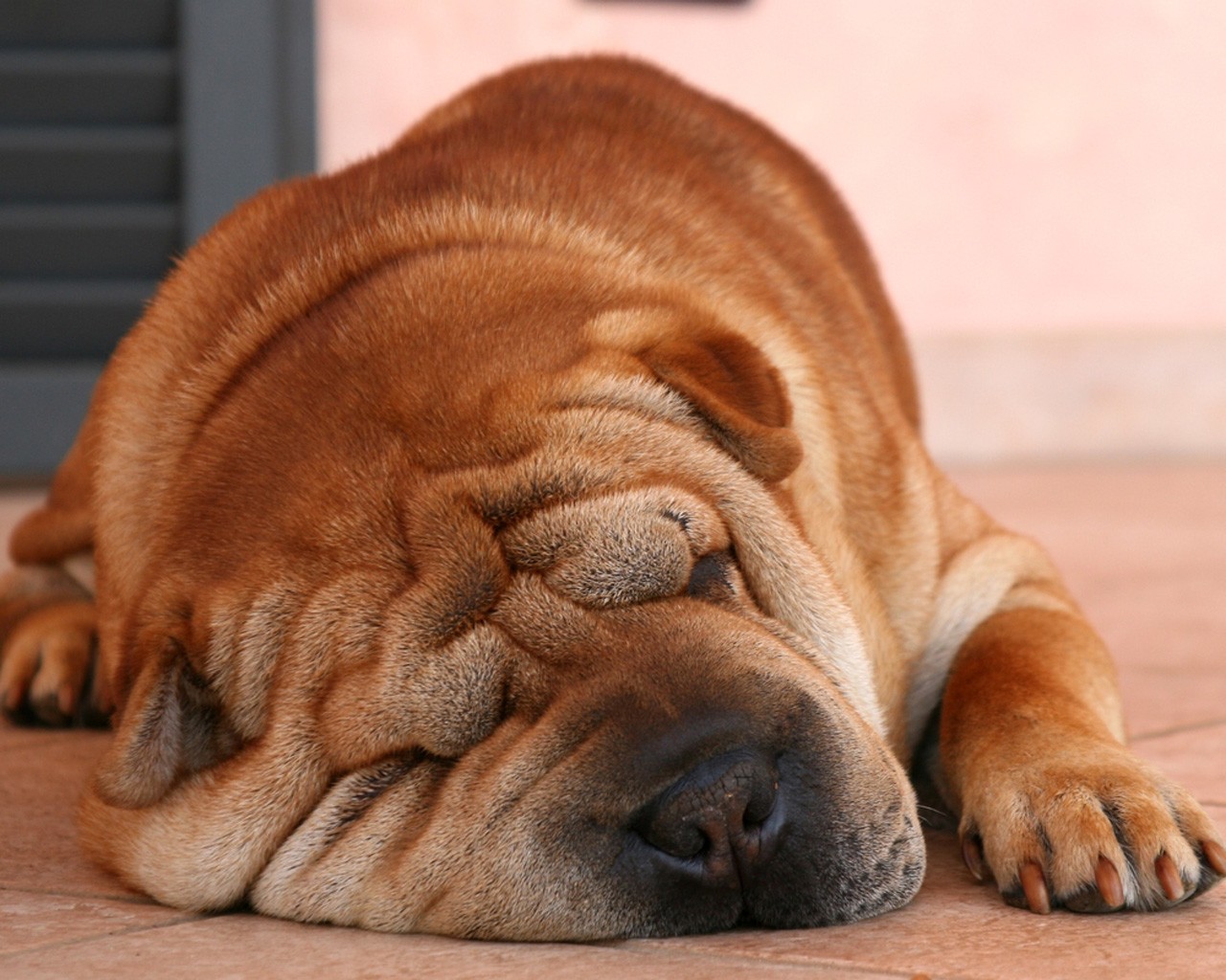 naso pieghe sonno shar pei