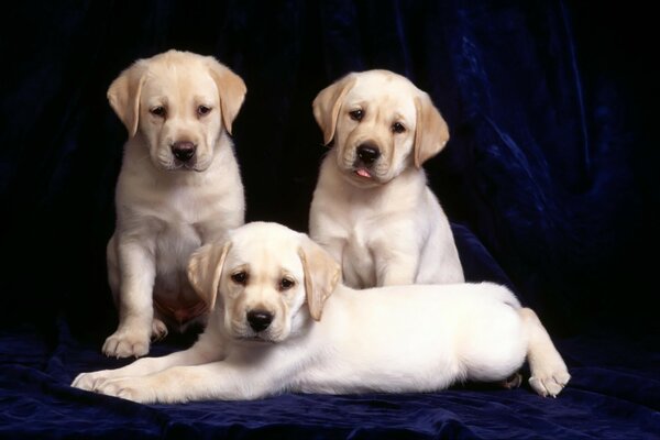 Three dogs with folds on the side