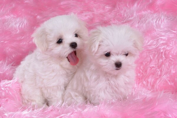 Two small fluffy puppies on a pink bedspread