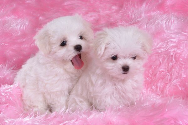 Два маленьких пушистых щенка на розовом покрывале