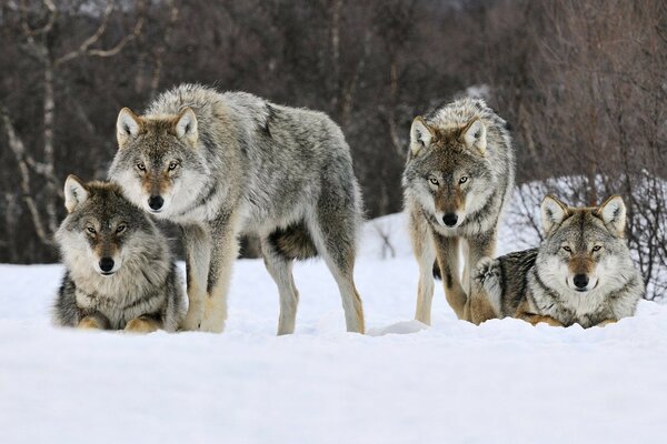 Photogenic pack of wolves in winter