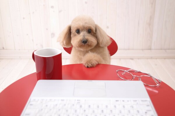 A puppy at a laptop with glasses and a cup of coffee