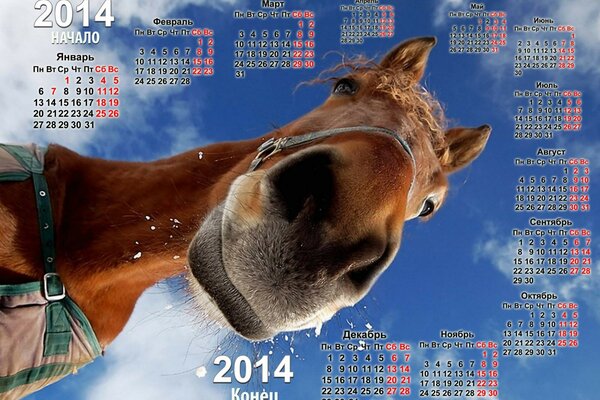 Календарь на 2014 год со смотрящей в камеру лошадью