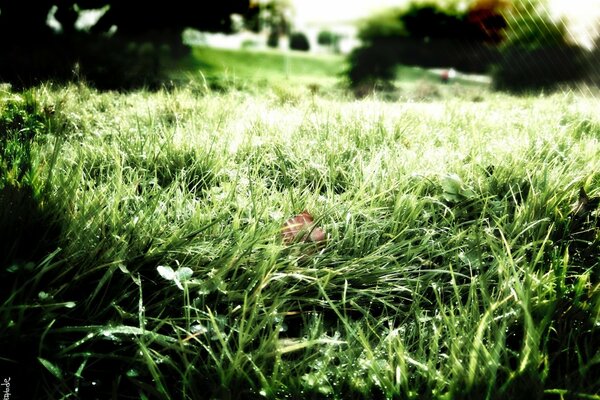 Rosée du matin sur l herbe, gros plan