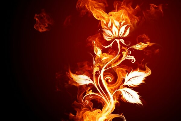 A fiery flower on a dark background