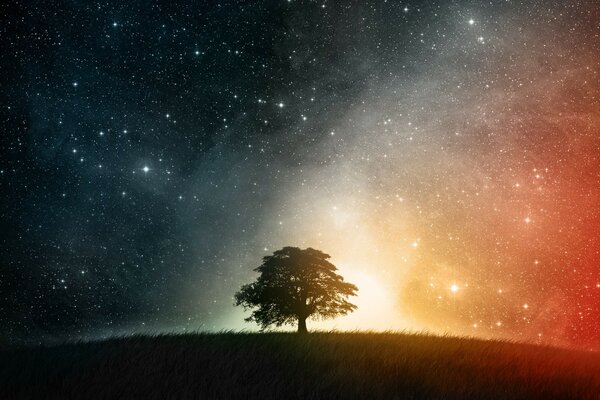 A lonely tree in a field at night against the background of the starry sky