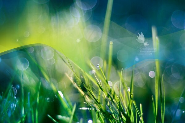 Water droplets after rain on the grass