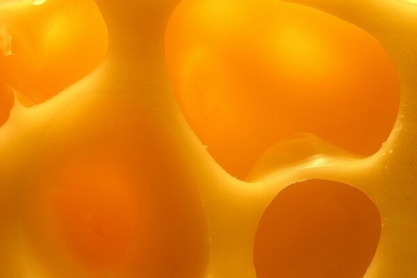 El queso es amarillo y a menudo tiene enormes agujeros en el interior