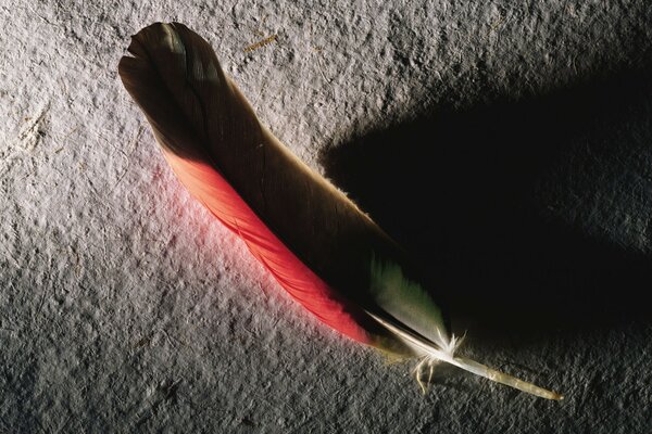 Contrasting bird feather on the ground