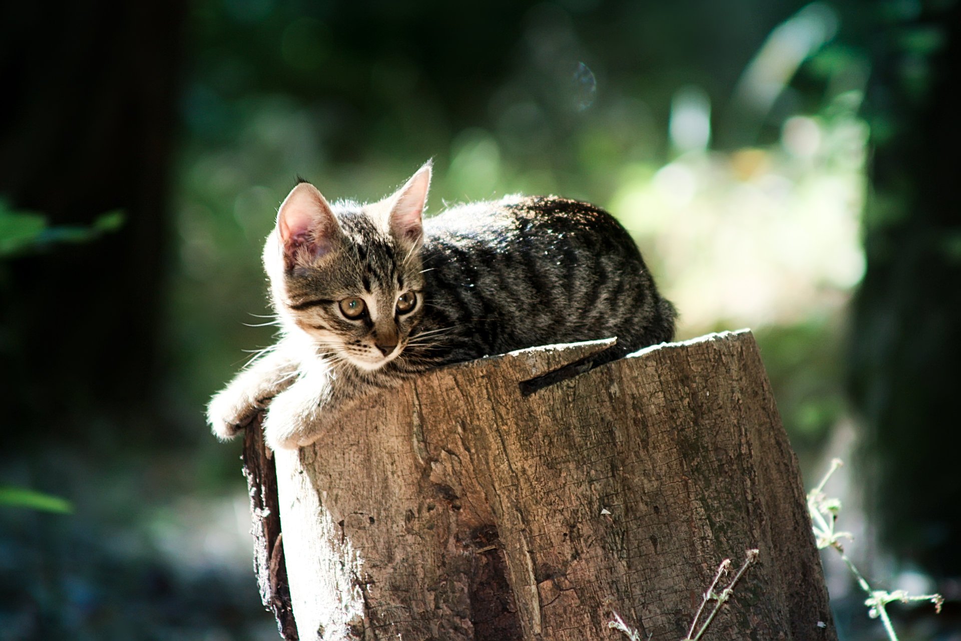 moelleux chats chats animaux