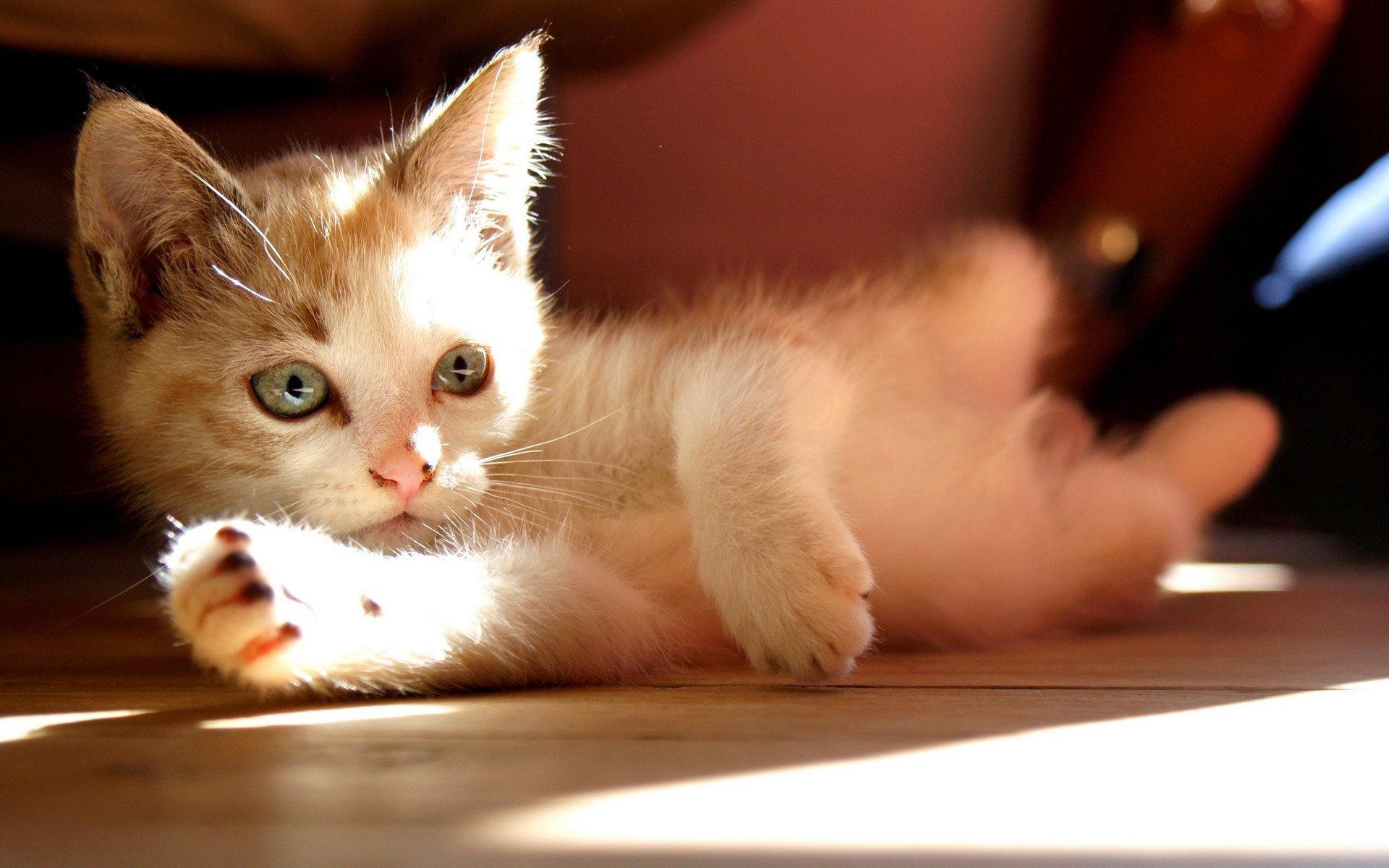 chaton blanc regard