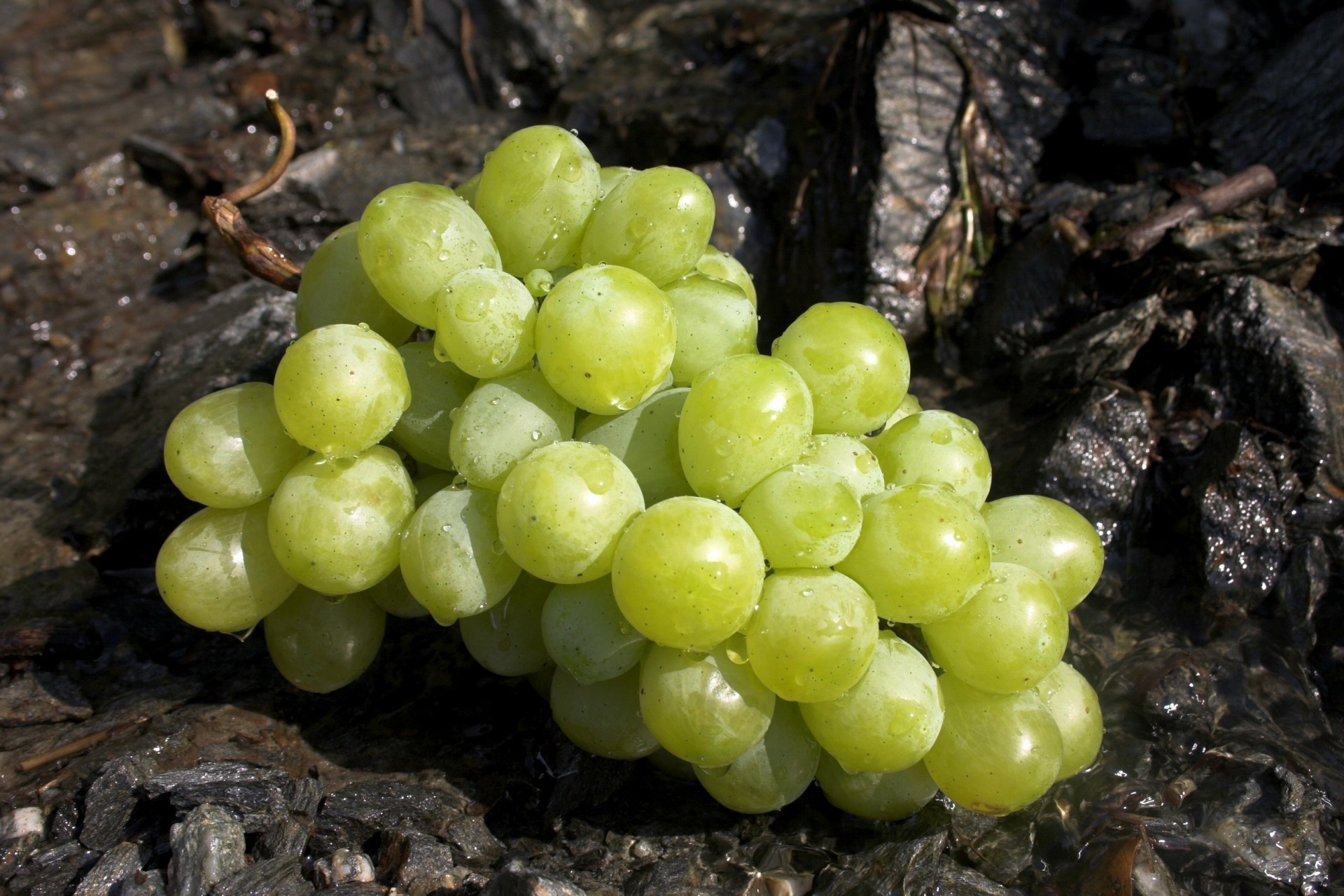 uvas bayas cepillo