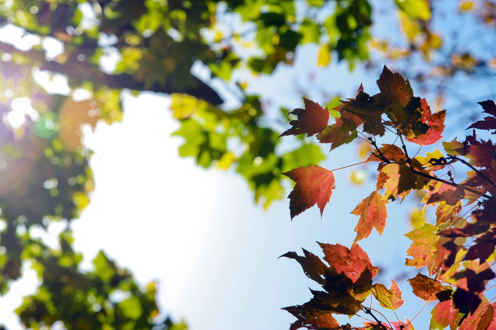 nature the sky foliage autumn branche