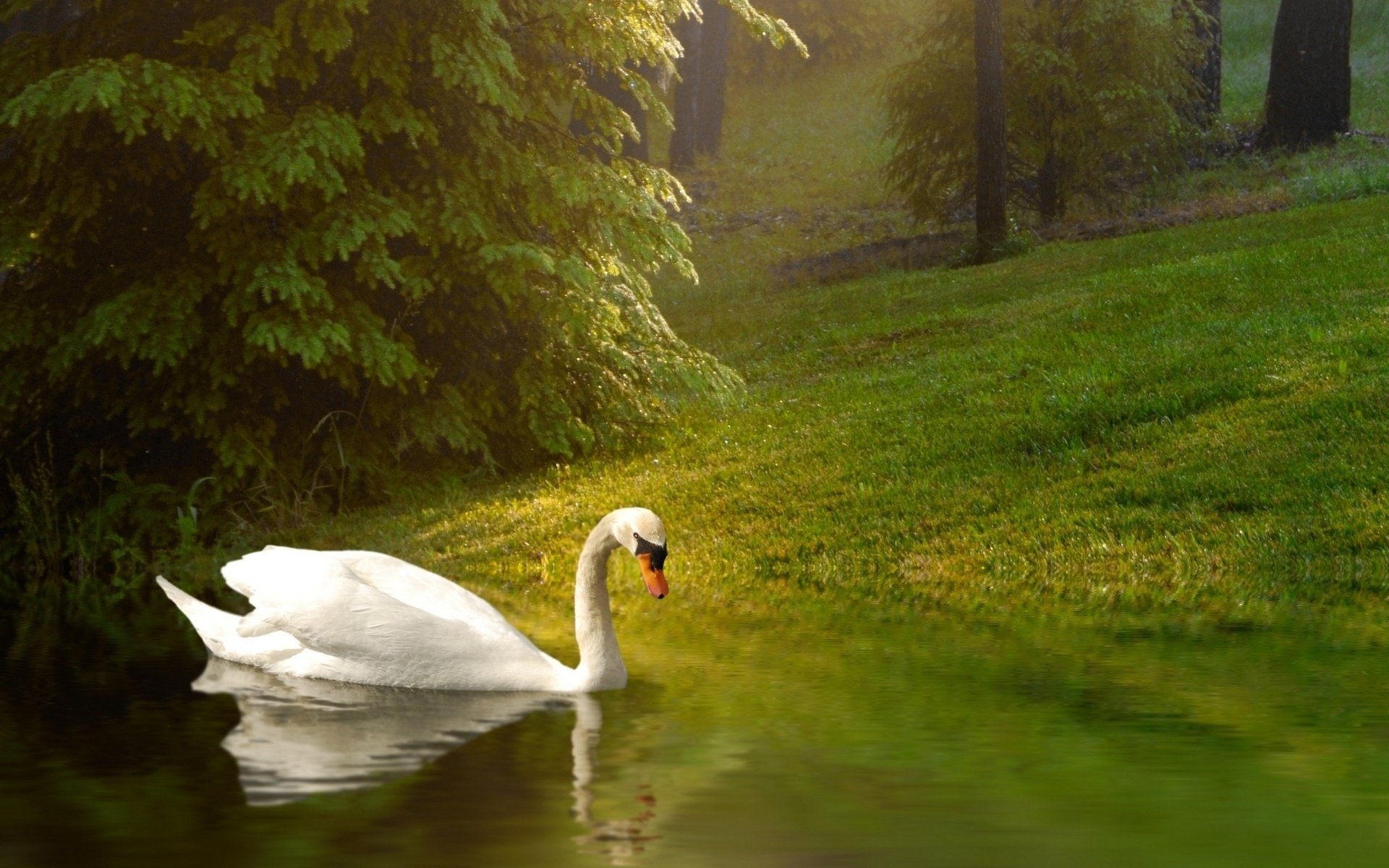 cygne oiseau fond