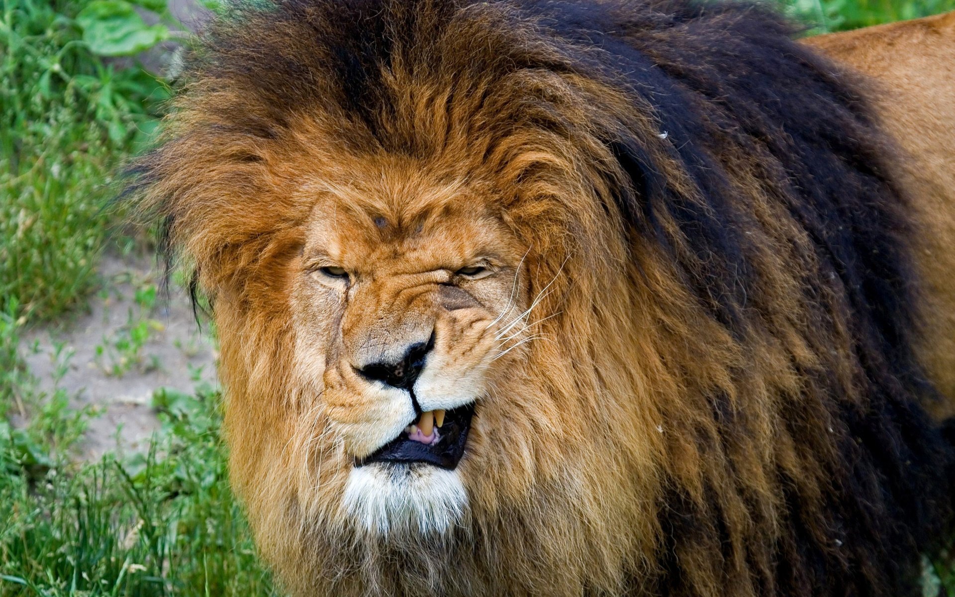 leo mane mouth