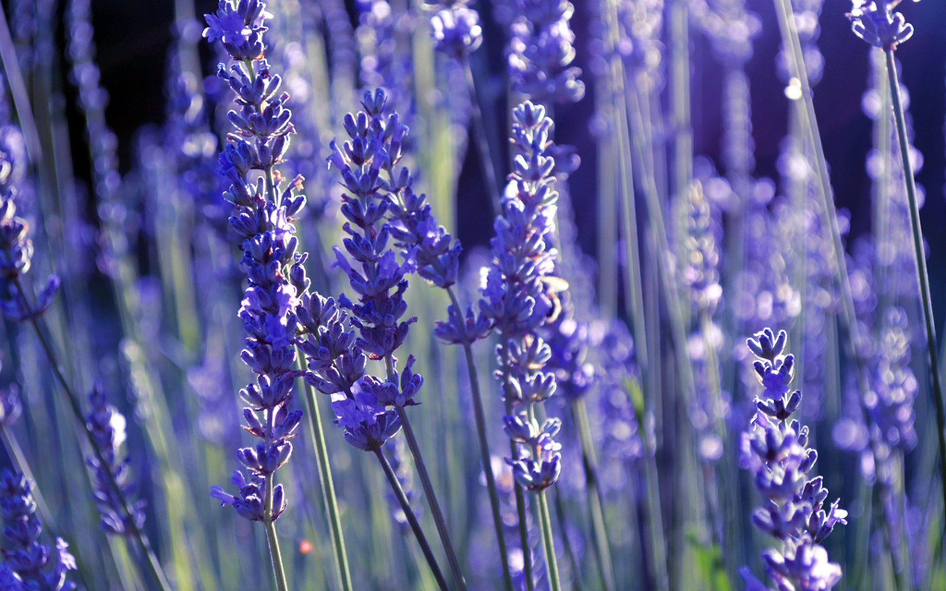 fiori lavanda lilla lavanda