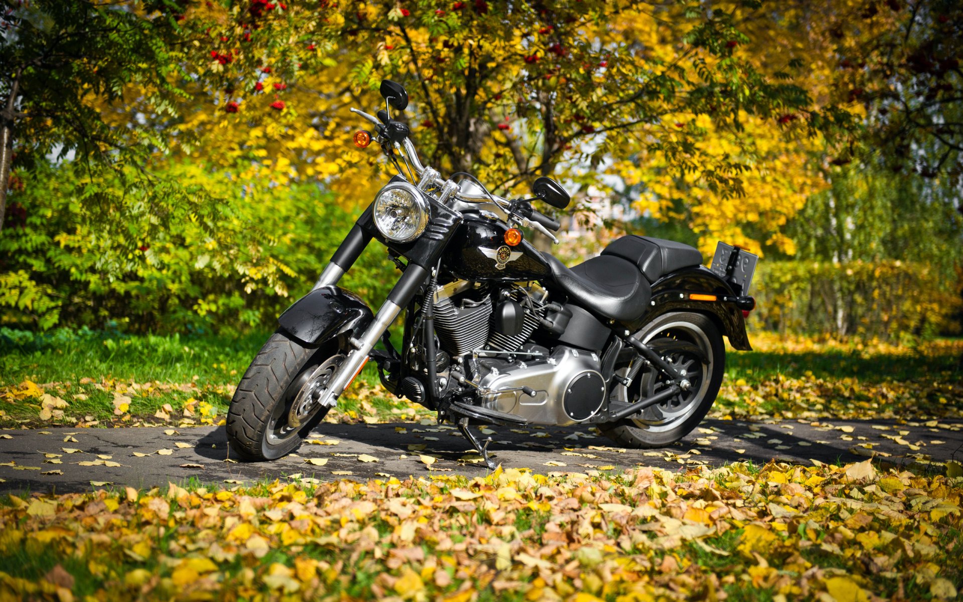 bicicleta harley-davidson naturaleza bosque hojas otoño follaje