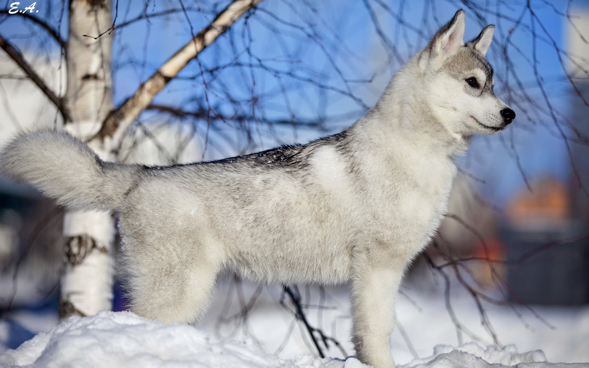 dog each winter snow