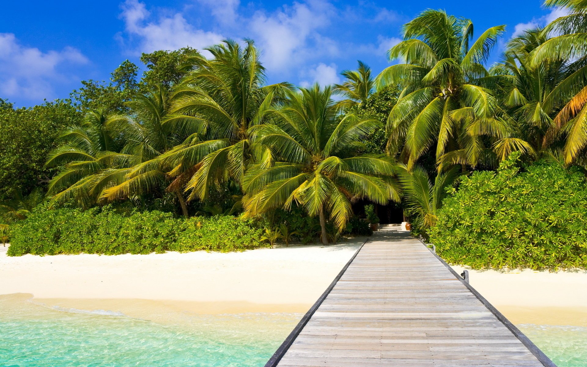 nature paysage sable eau plage palmiers côte océan