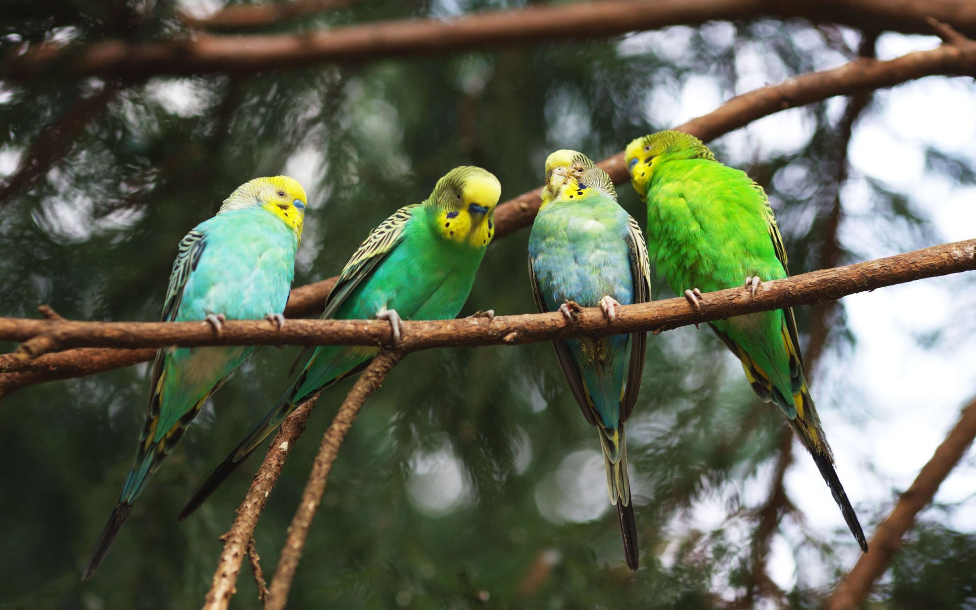 parrot and branches birds bird parrot twig four parrot