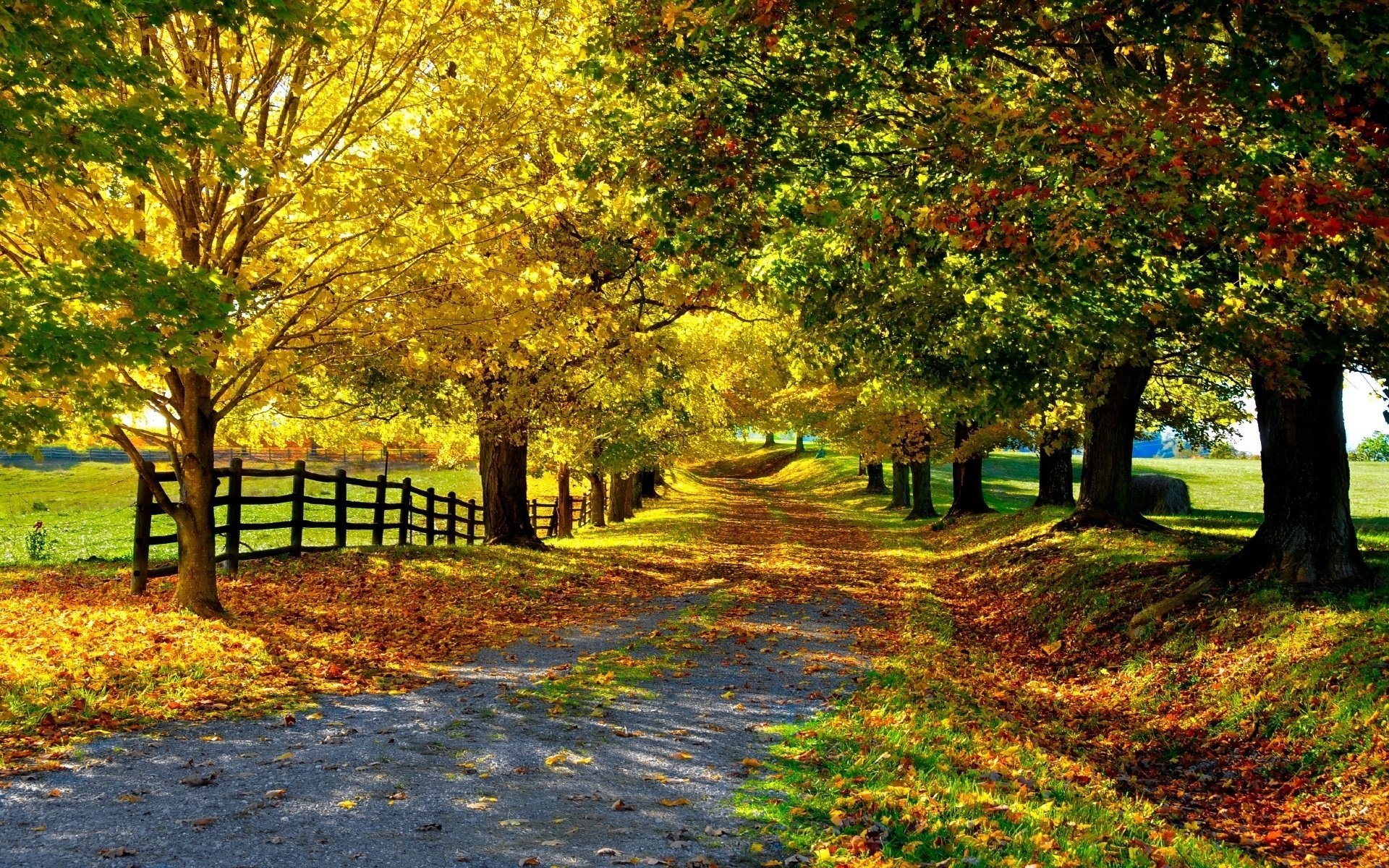 nature arbres route feuilles clôture allée automne