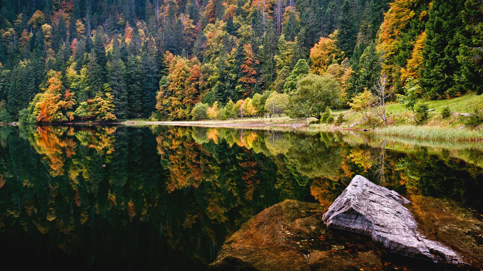 lago bosque otoño piedra