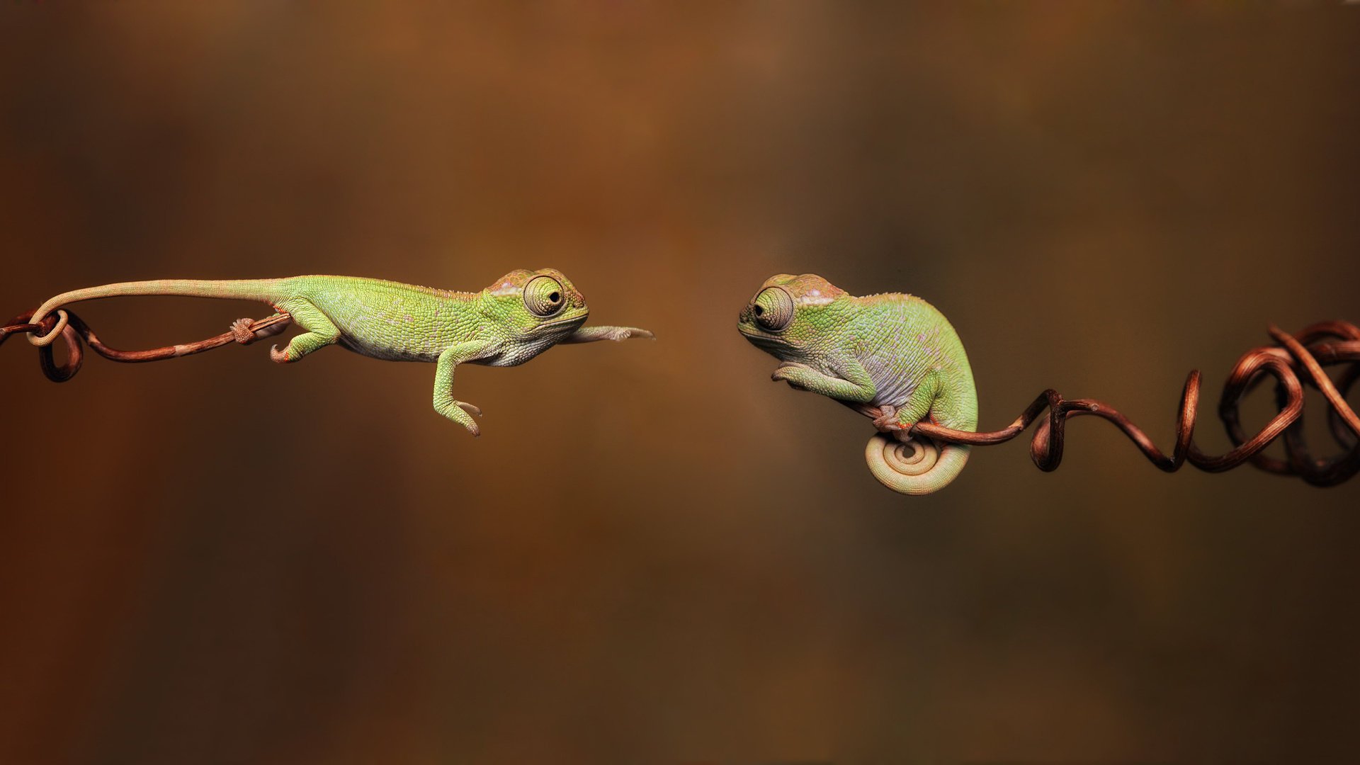 camaleones reptiles reptiles ramas 1920x1080 chameleon branche