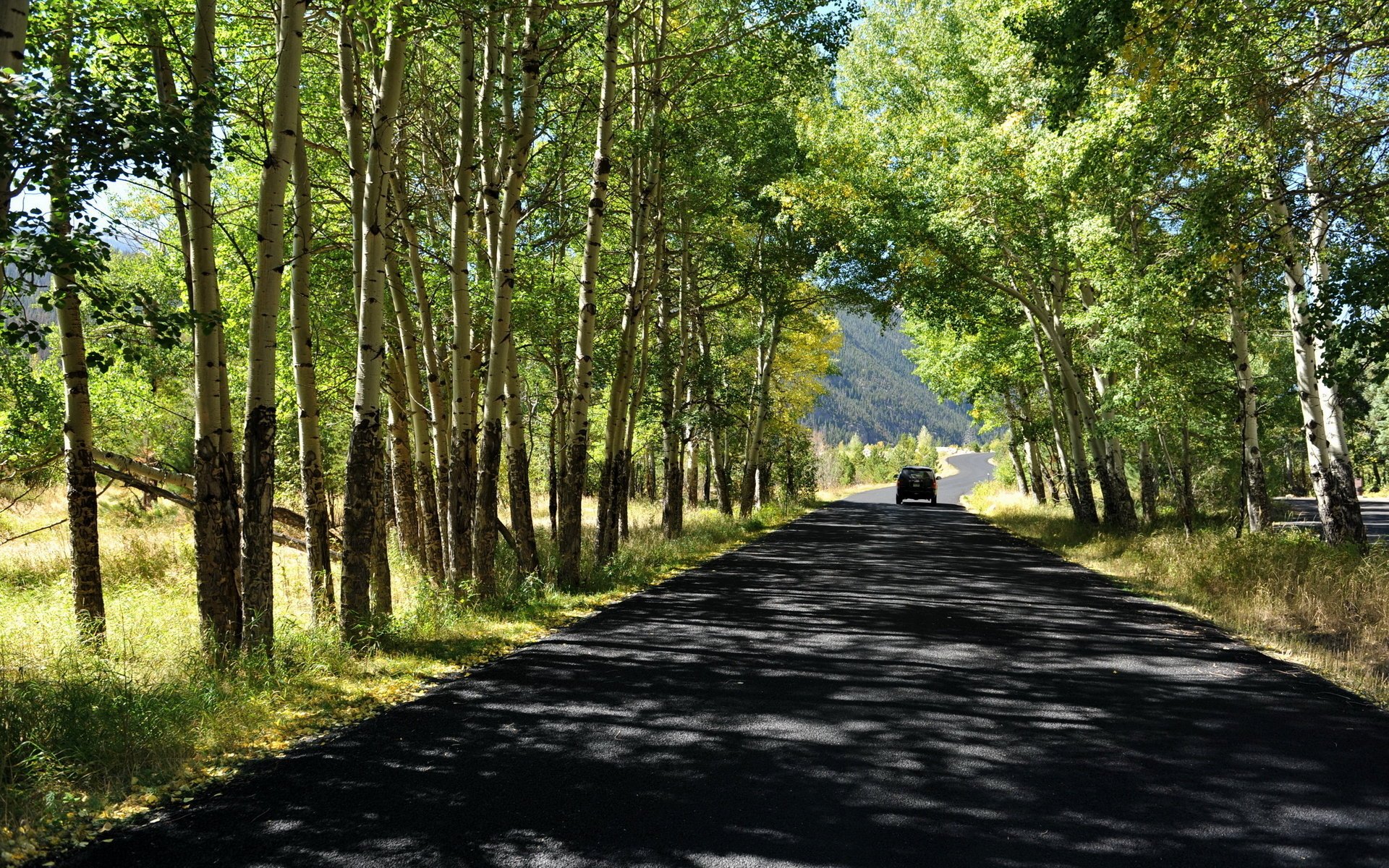 straße sommer bäume