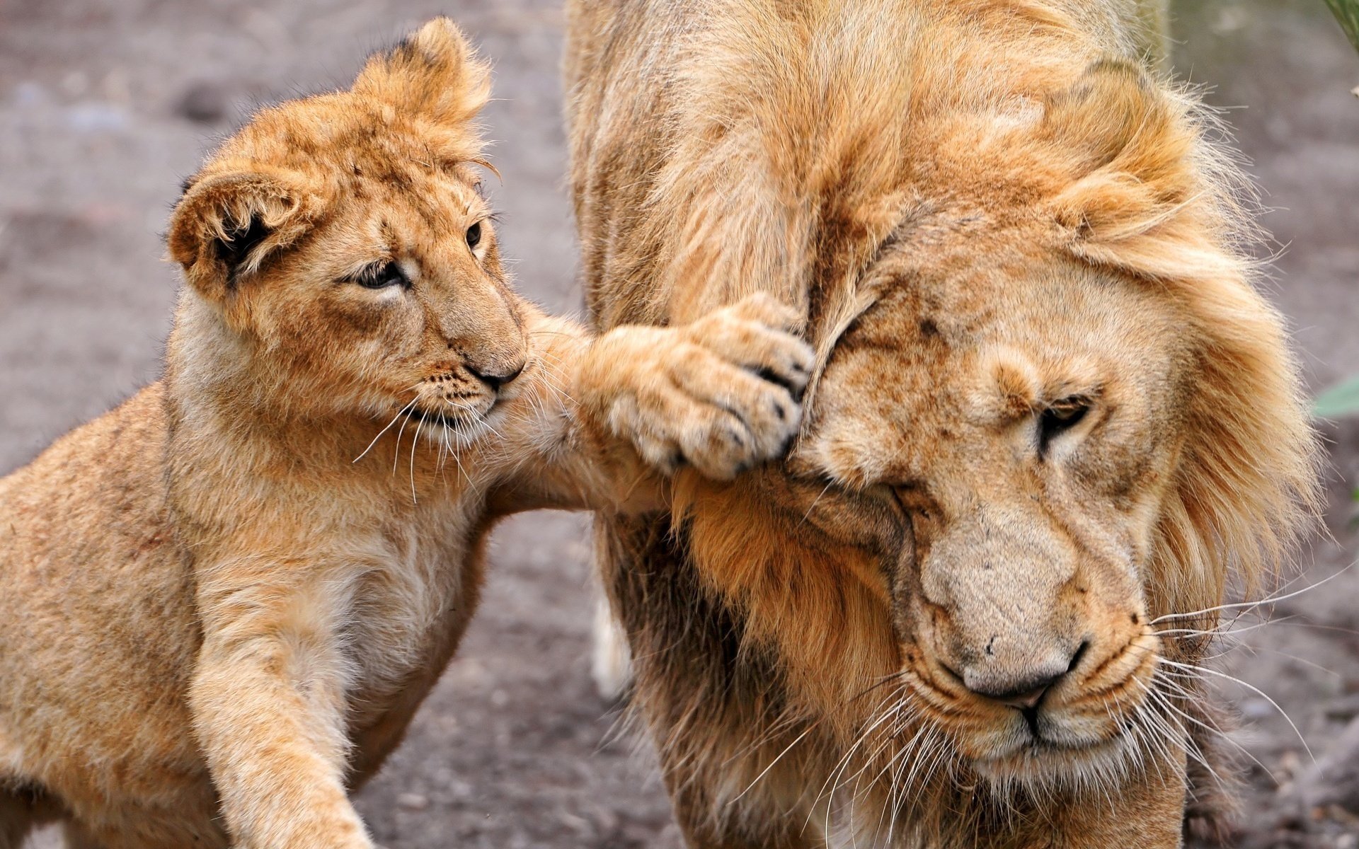 animaux lion lionceau