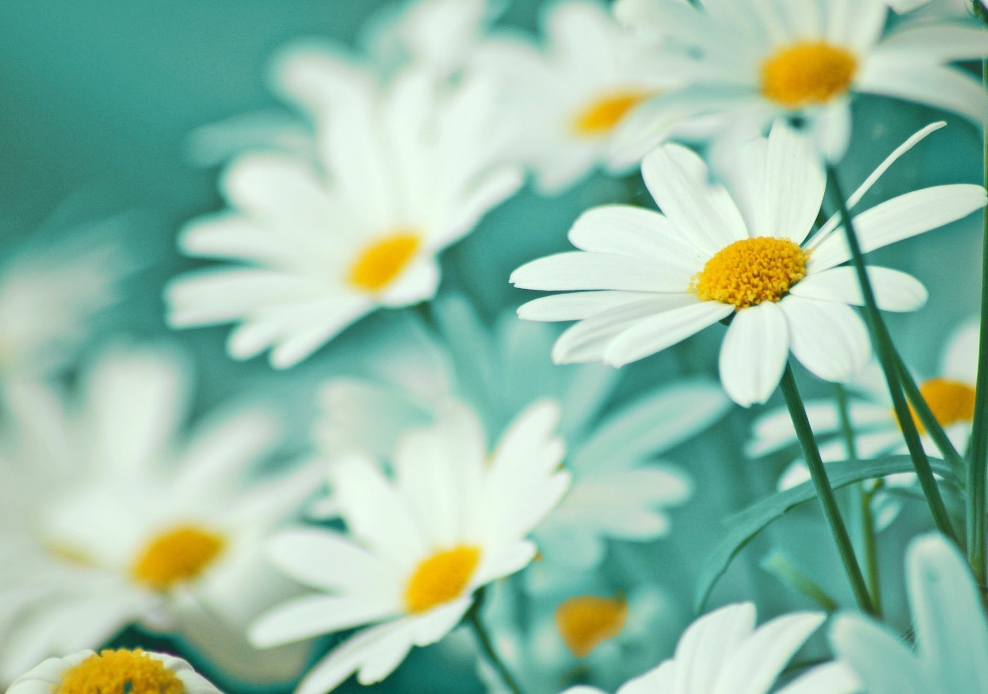 marguerites fleurs pétales tendresse légèreté blancs