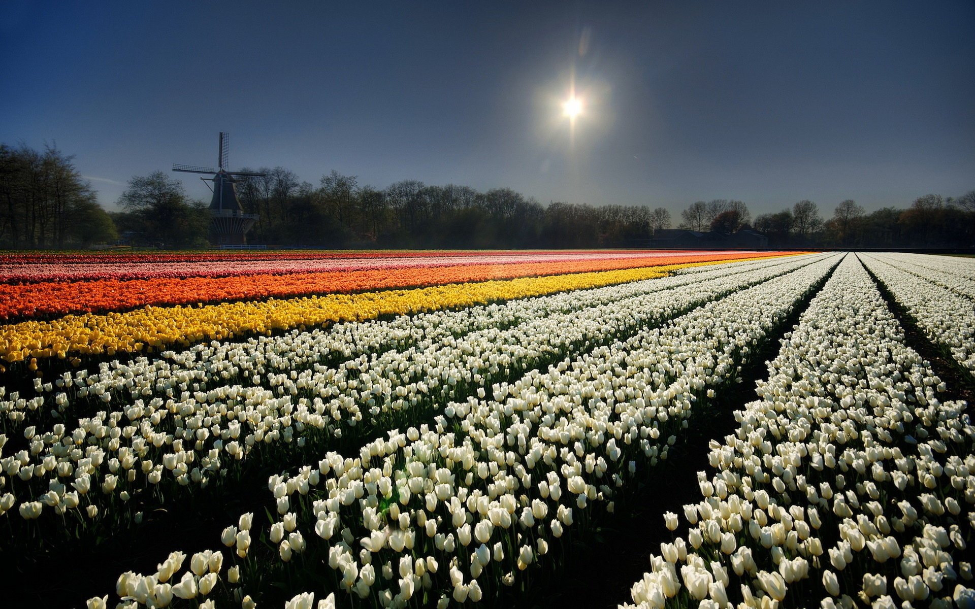 cielo fiori campo