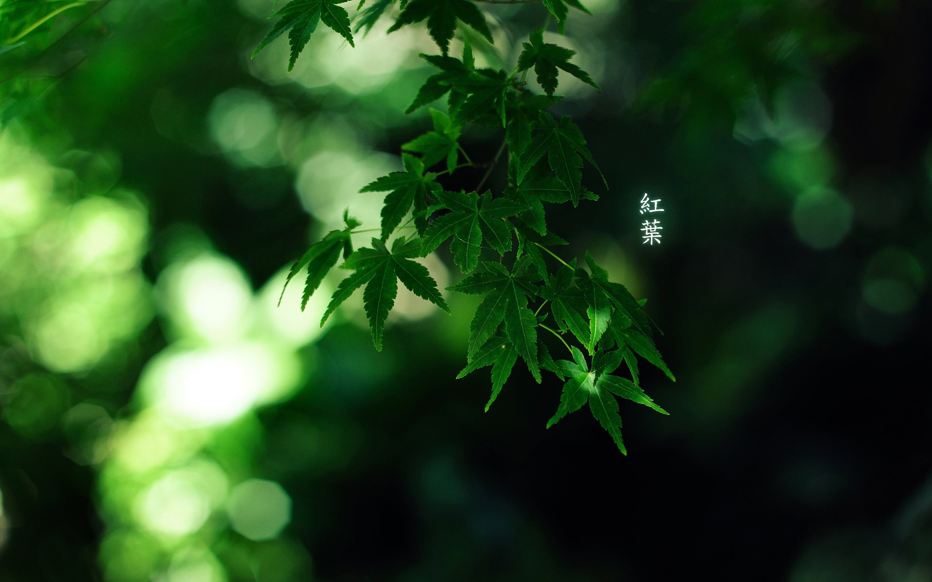 листья green colour иероглифы by burningmonk 1920x1200