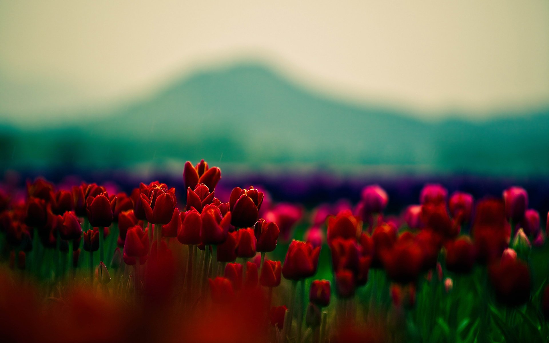 red flowers tulips flowers wallpaper tulip