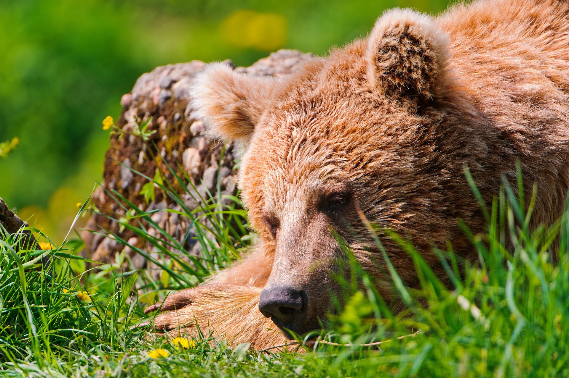 orso dormire erba riposo