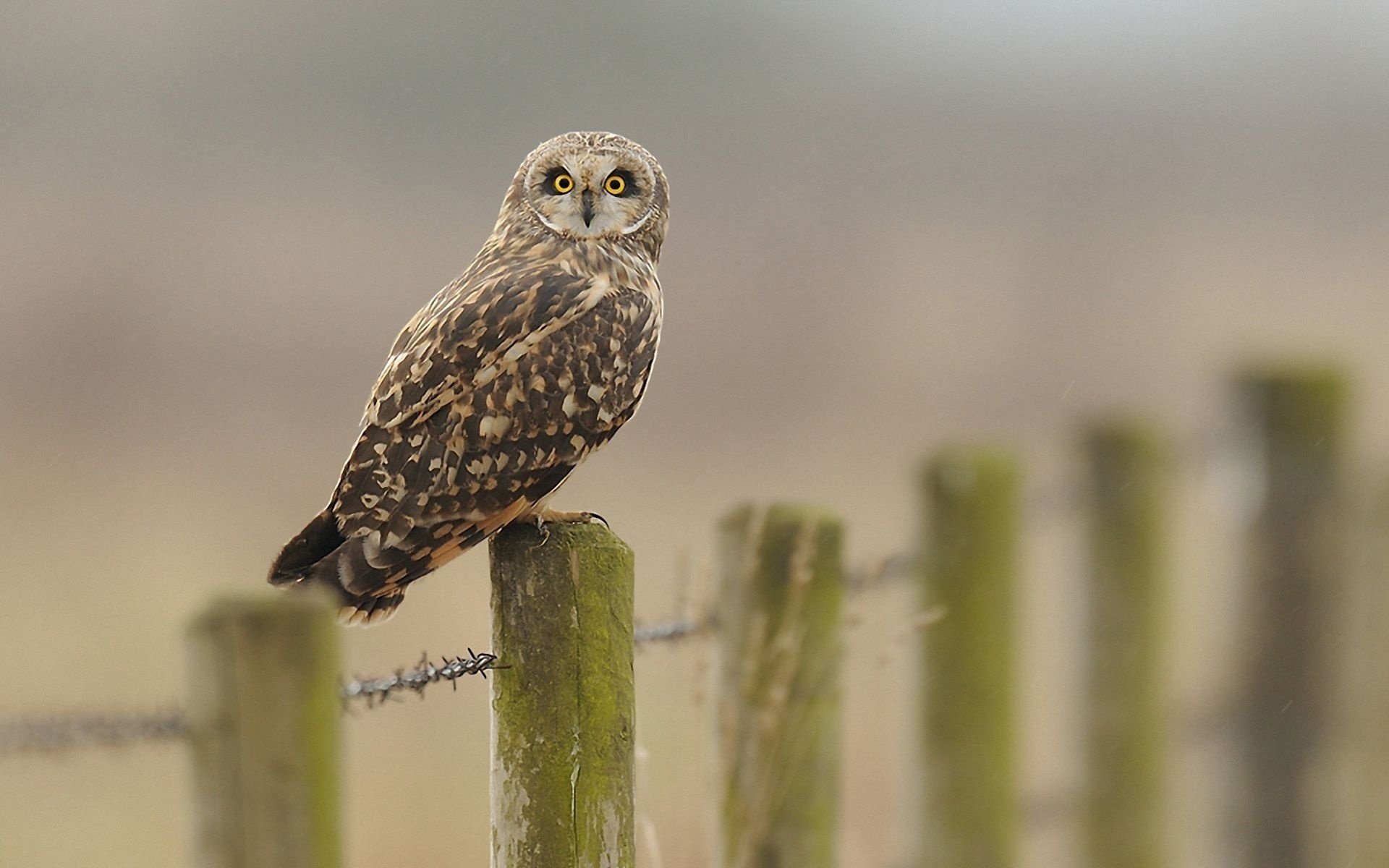 clôture hibou fil de fer barbelé vue