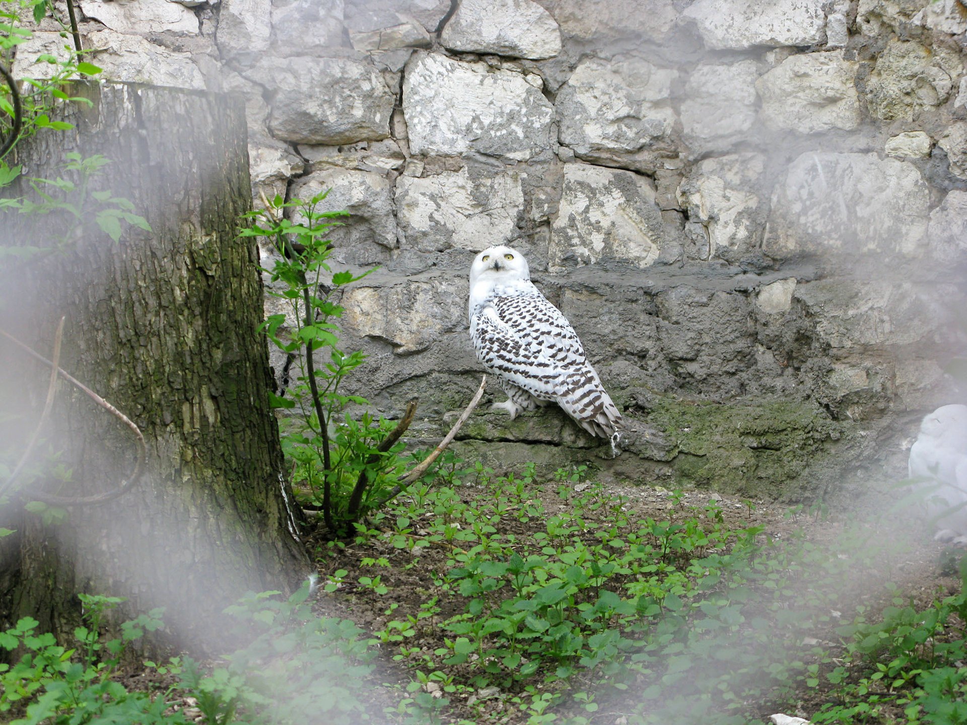 vögel eule zoo