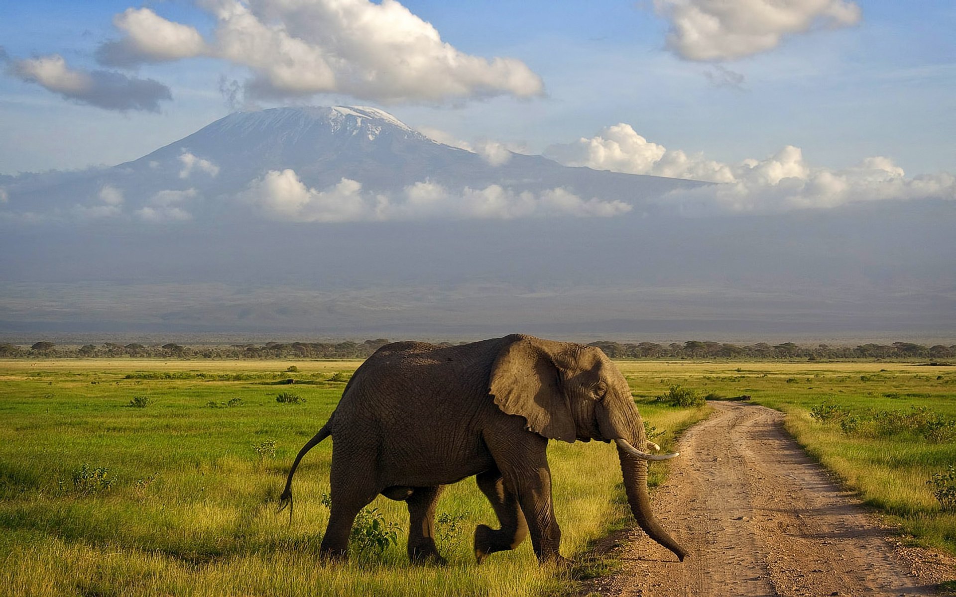 amboseli africa elephant mountain savannah kenya