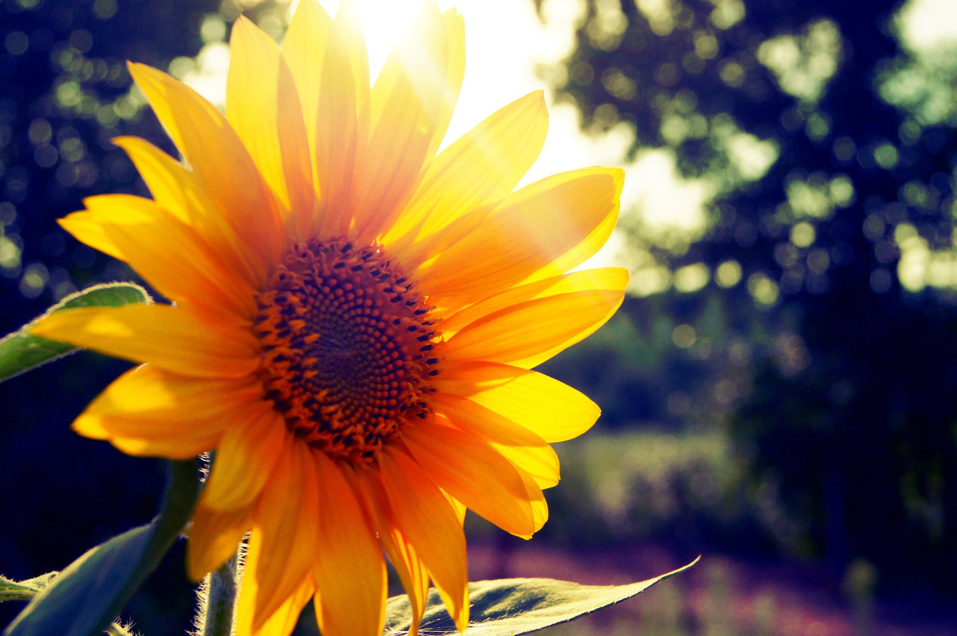 girasol verano sol rayo