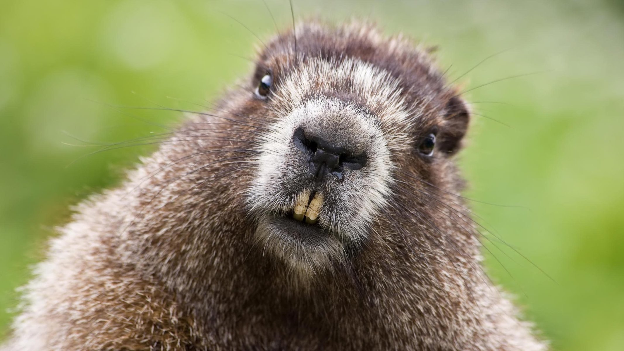 castoro animali baffi pelle erisipela muso naso denti occhi