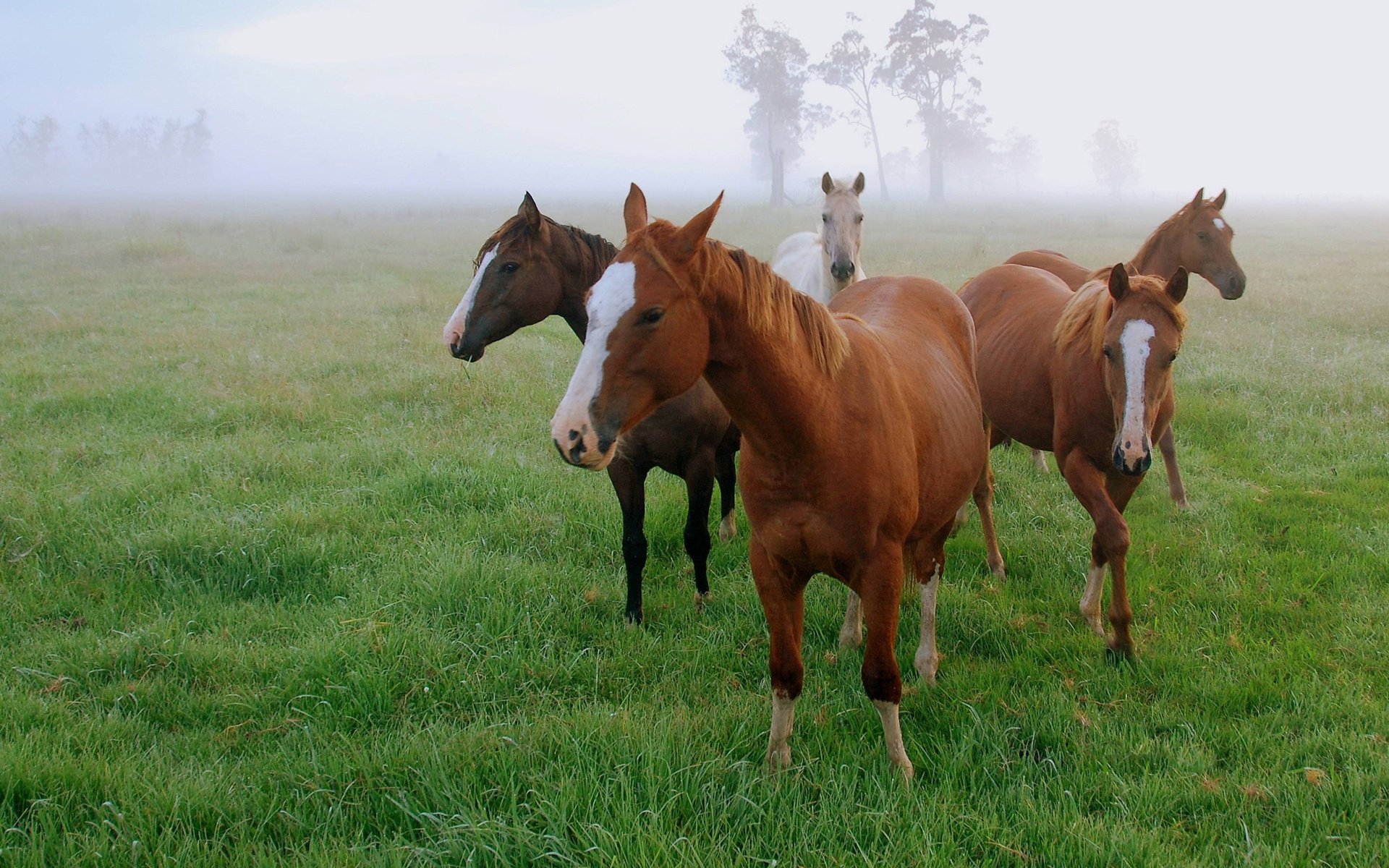 horse field fog grass morning horses red nightingale